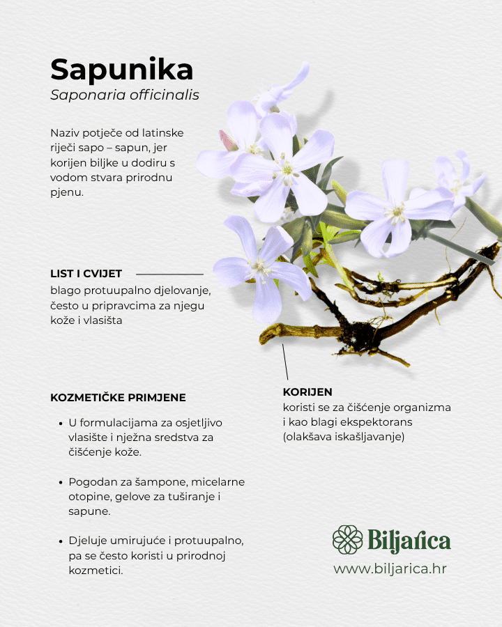 Ljekovita sapunika - saponaria officinalis -